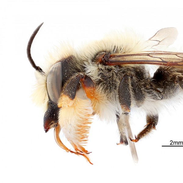 Close up image of a bee