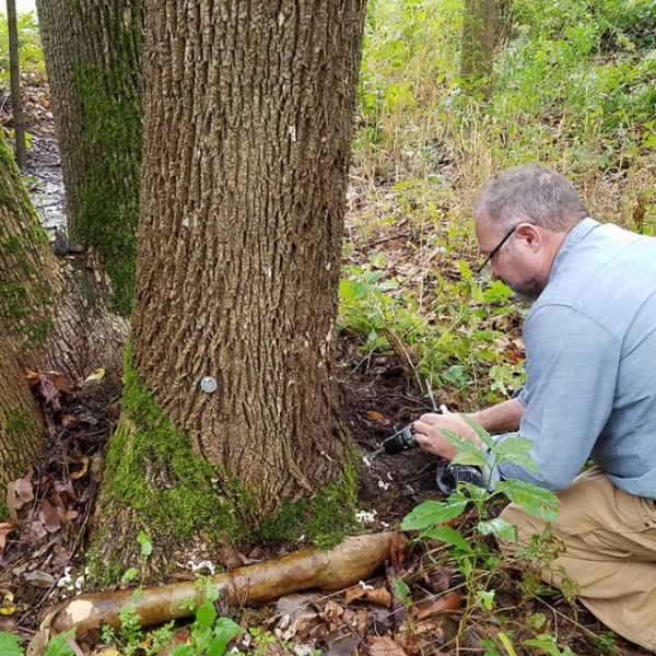 Researcher examines tree