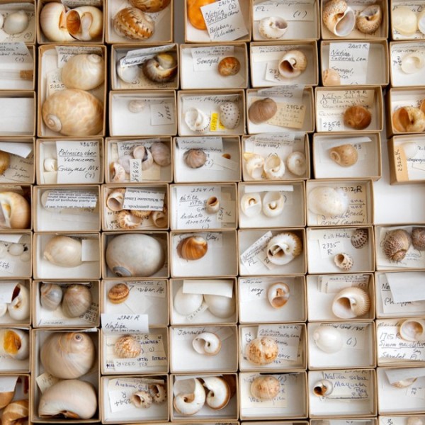 Collection of mollusk shells