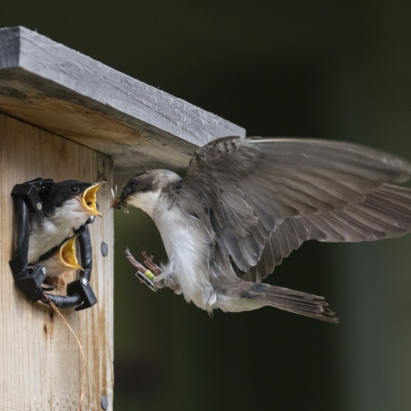 Swallow approaches bird house