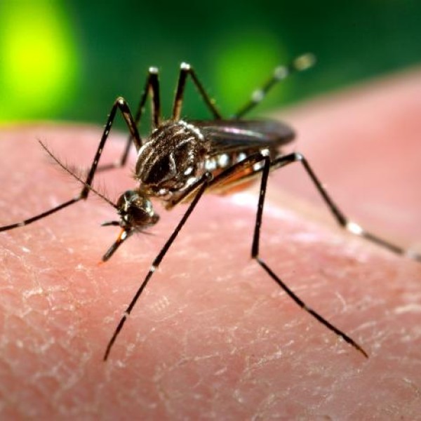 Mosquito on human arm