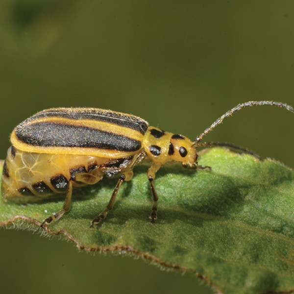 Leaf Beetle