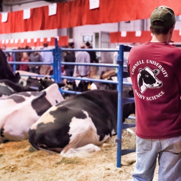 Diary Science student in cow barn