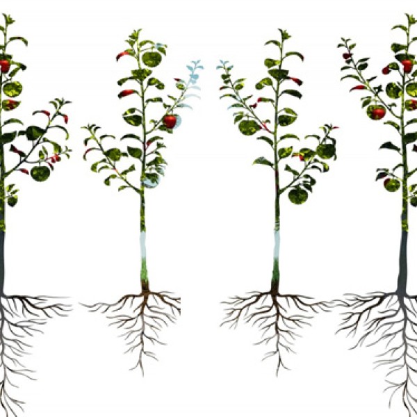 Illustration of apple trees and roots