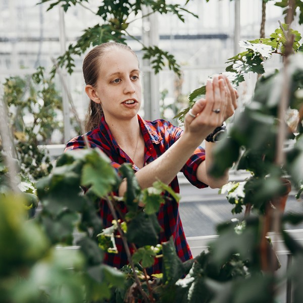 Larissa Osterbaan inspects grape leaves for disease