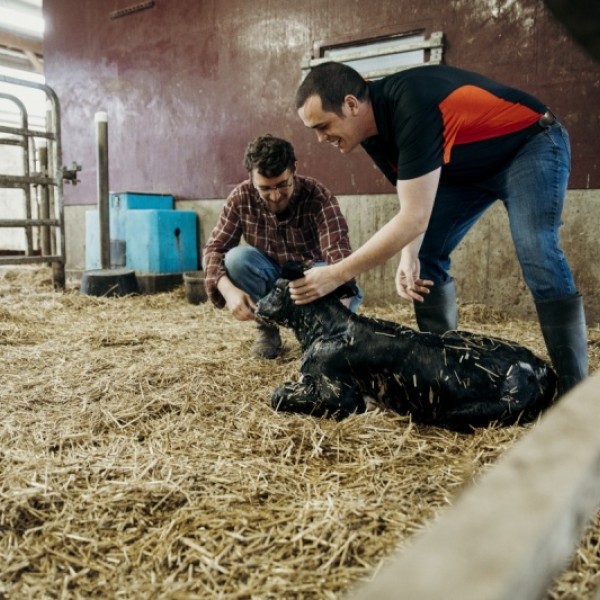 Joseph McFadden and William Myers inspect a newborn calf