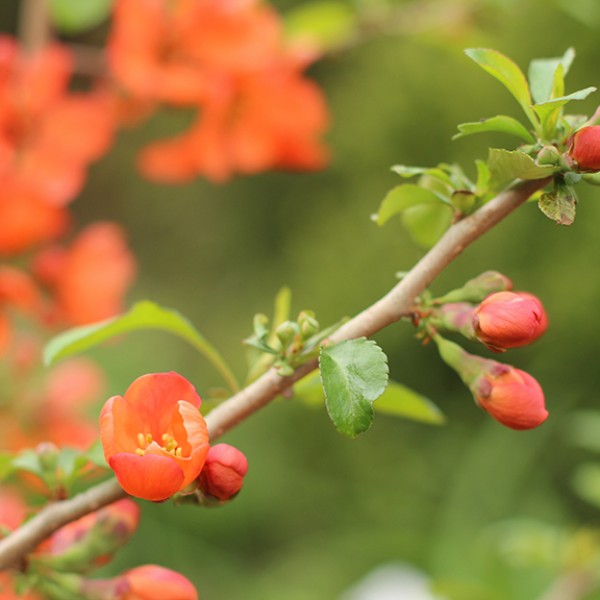 Cornell Botanic Gardens