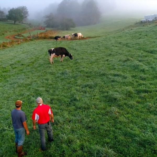 Farmers in field with cows
