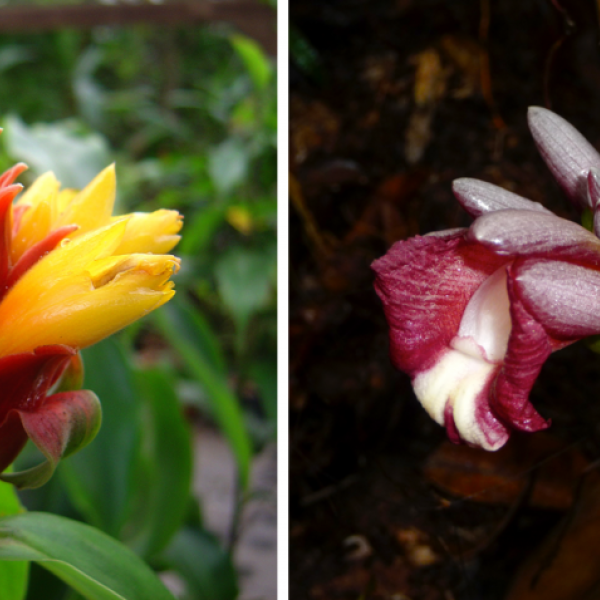 Costus curvibracteatus  and Costus maboumiensis