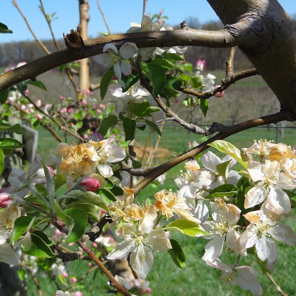 Frost-damaged apple blossoms 
