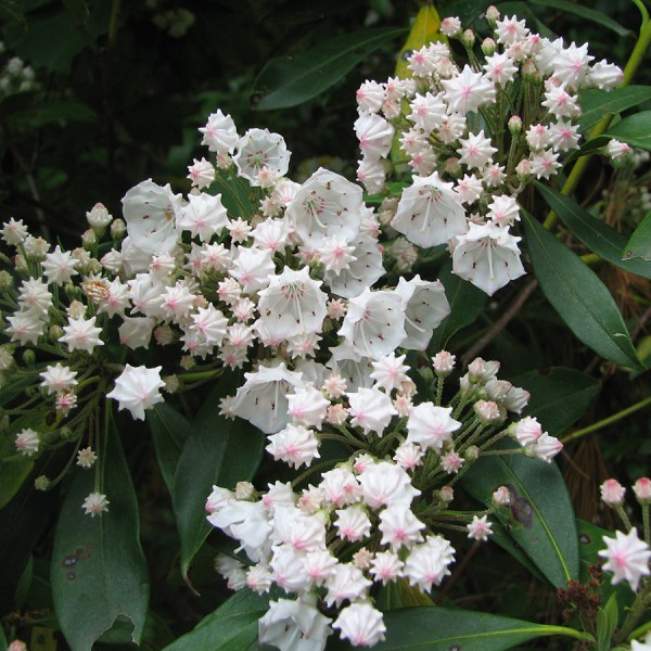 Native mountain laurel, Kalmia latifolia