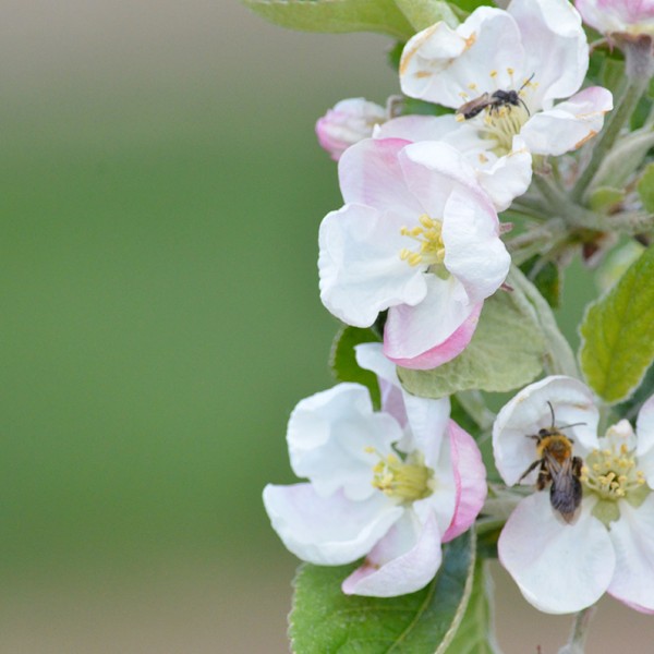 Bees on apple blossoms