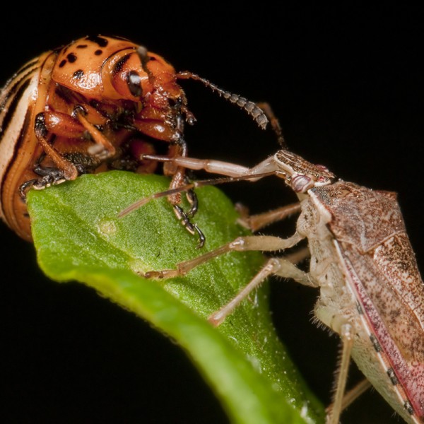 Colorado beetle attacked by stink bug