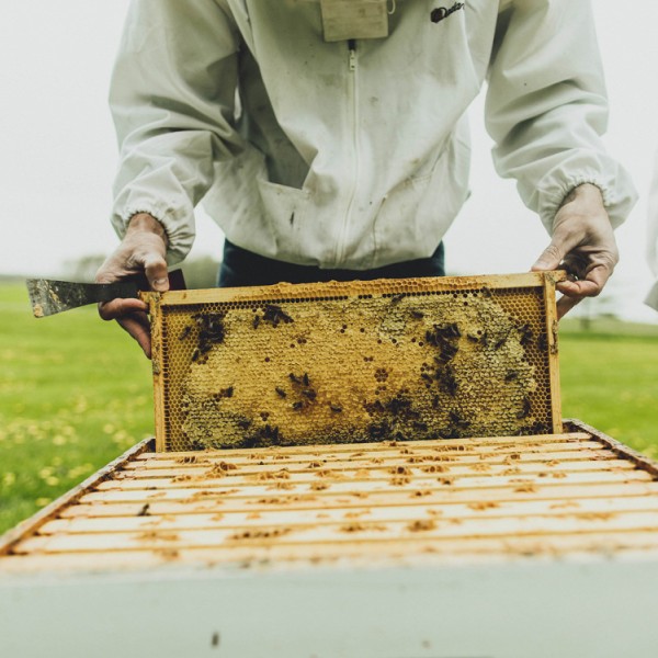 Beekeeper and a hive