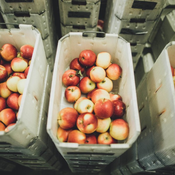 Apples at Cornell Orchards