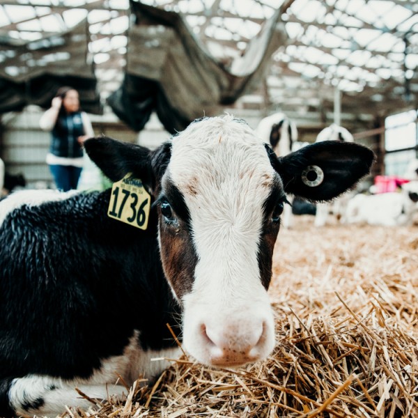 Cow lying in hay