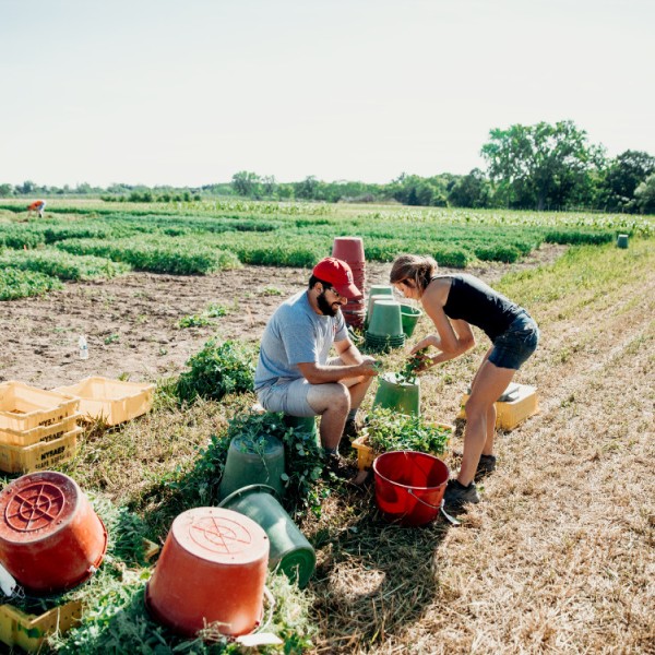 student handing crops to teacher