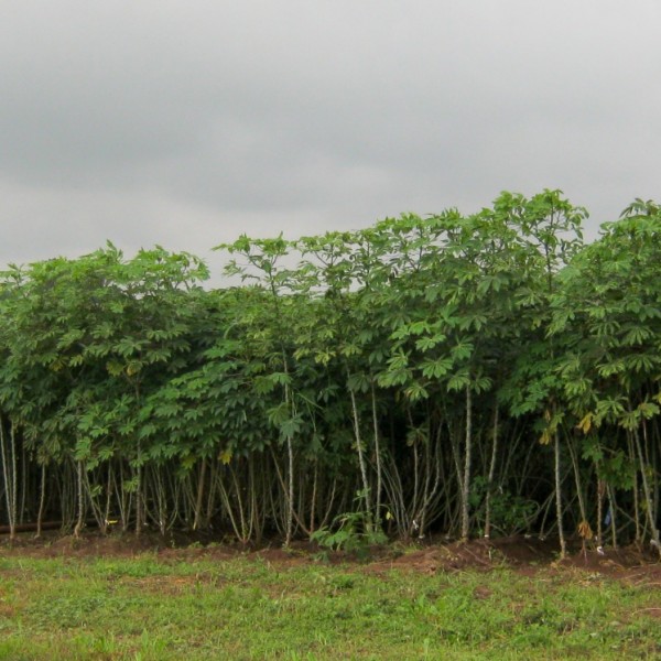 A cassava farm in Nigeria