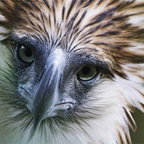 Up close photo of Philippine Eagle