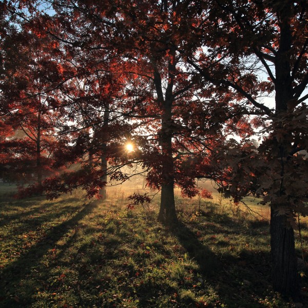 Sun rising through trees in F. R. Newman Arboretum