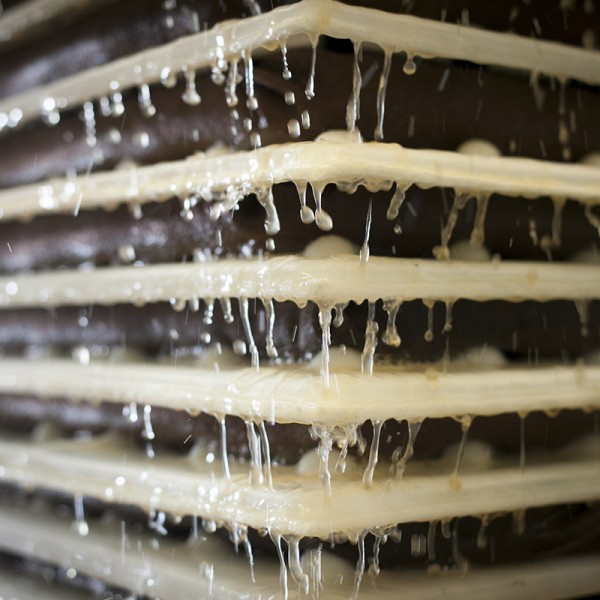 Cider press in action