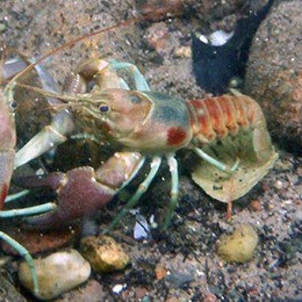 A rusty crayfish