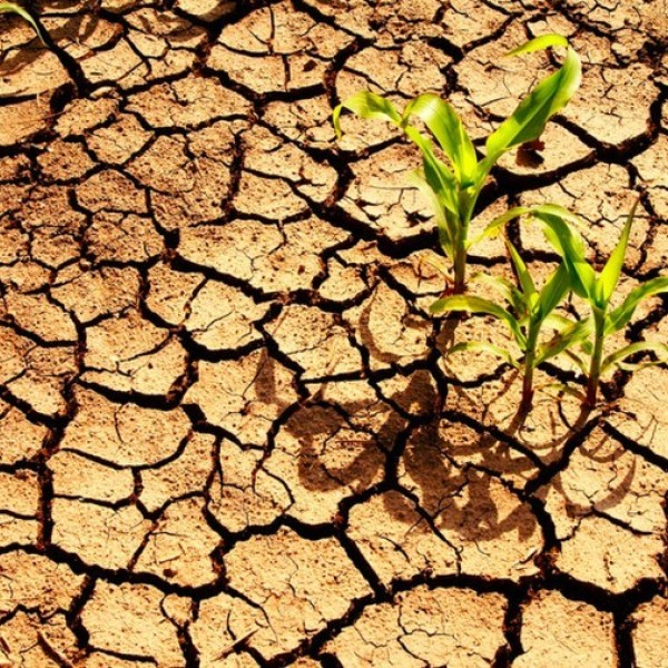 Drought with weeds growing