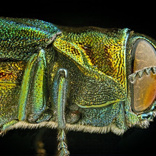 close-up of an emerald ash borer