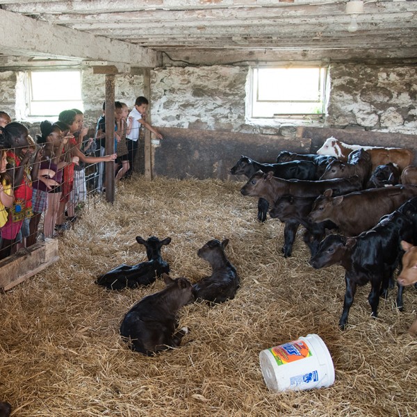 Students interact with baby calves