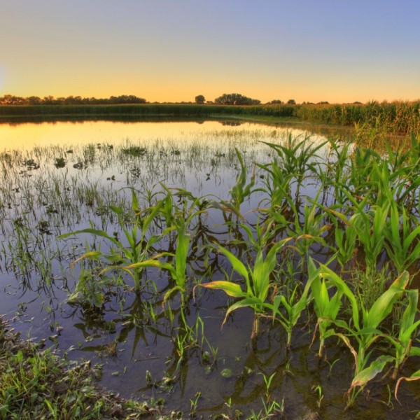 A flooded corn field in New York