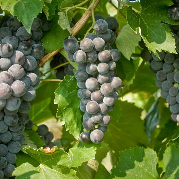 grapes