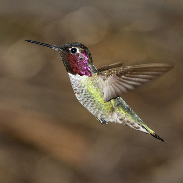 Hummingbird in flight