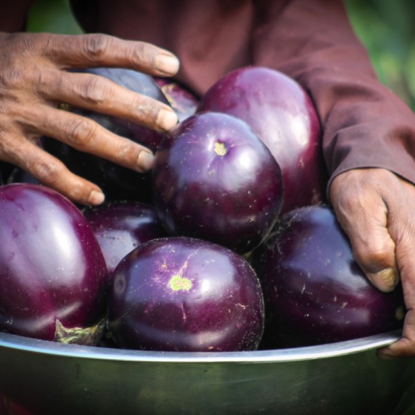 eggplant being held in a bowl