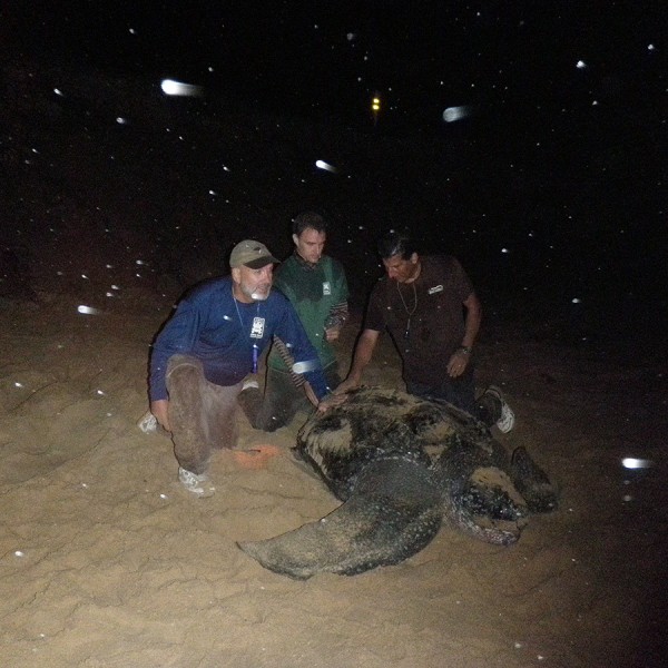 Researchers on a beach with a Leatherback Turtle