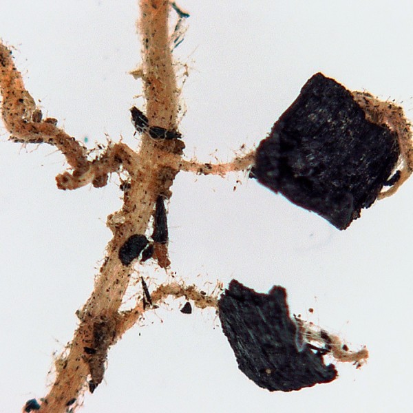 Microscopic view of root hairs growing into carbon particle
