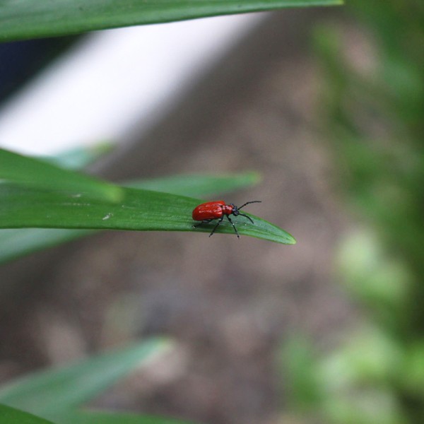 Lily leaf beetle