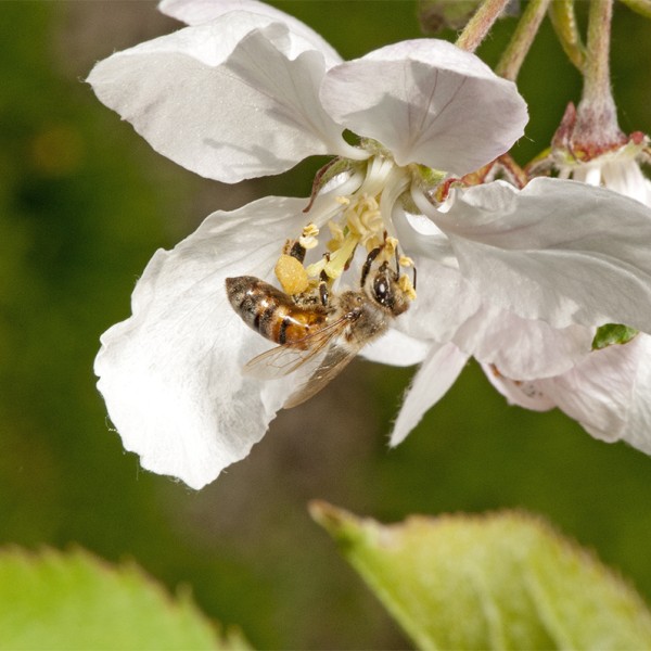 bee on flower