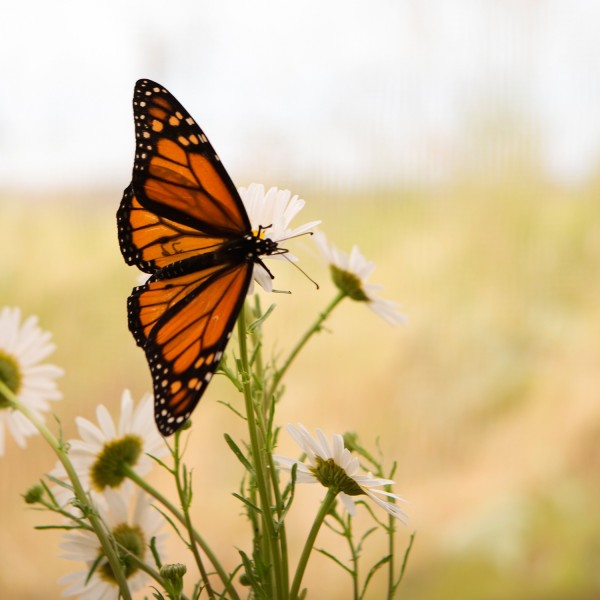 Monarch Butterfly on flower
