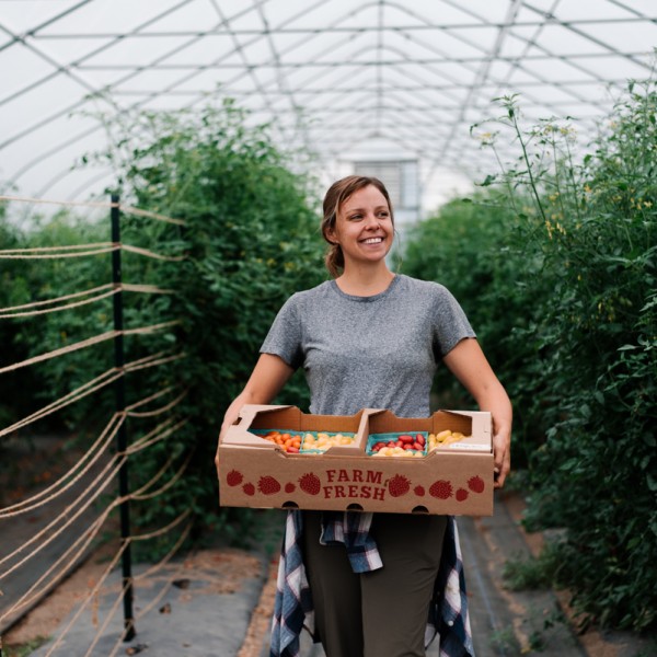 Hannah Swegarden, horticulture doctoral student, with a bin of Galaxy Suite tomatoes