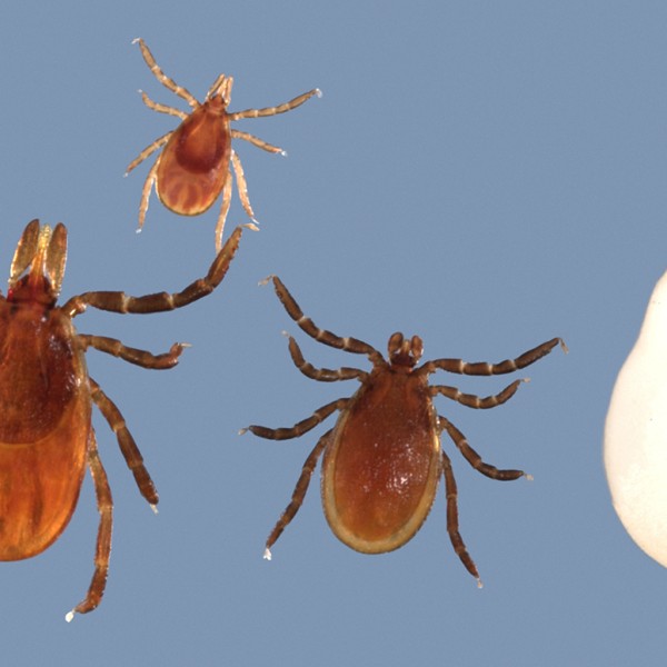 Black legged ticks next to sesame seed