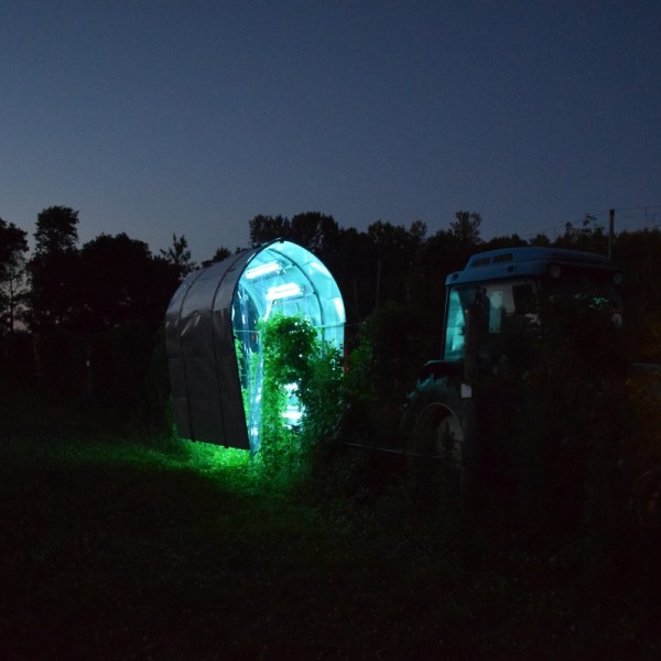 UV light technology being used at night to suppress powdery mildew on grapevines at a Cornell AgriTech research field