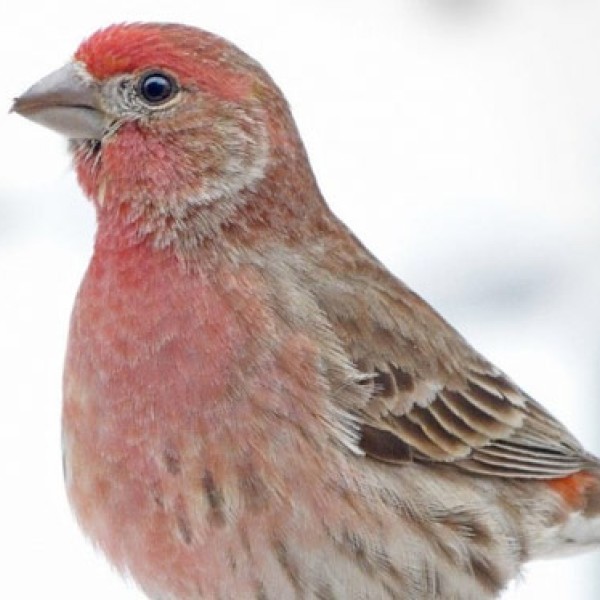 House finch standing in snow