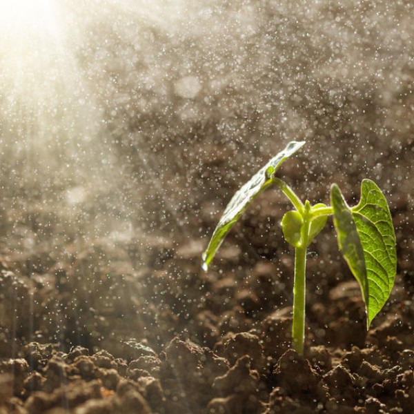 Plant growing in soil