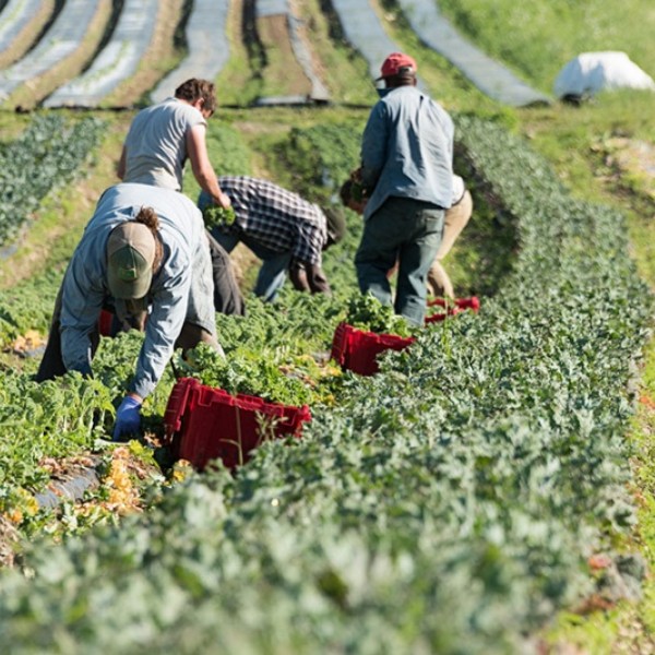 Workers in a field