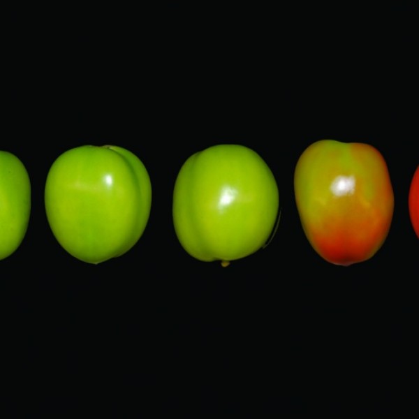 Several tomatoes at various stages of ripeness