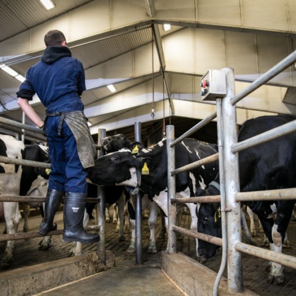 Student looks over a dairy barn