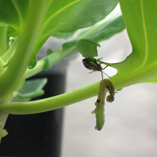 Close up of a bug eating a cabbage looper larvae on a cabbage plant