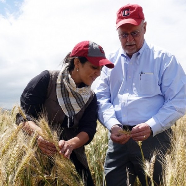 A man and a woman stand in a field of wheat, examining the growing plants