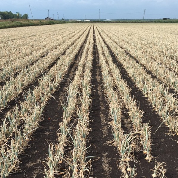 A large field of rows and rows of dry looking crops and a blue sky in the distance