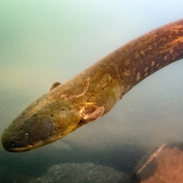 A long armless serpent swimming through the ocean